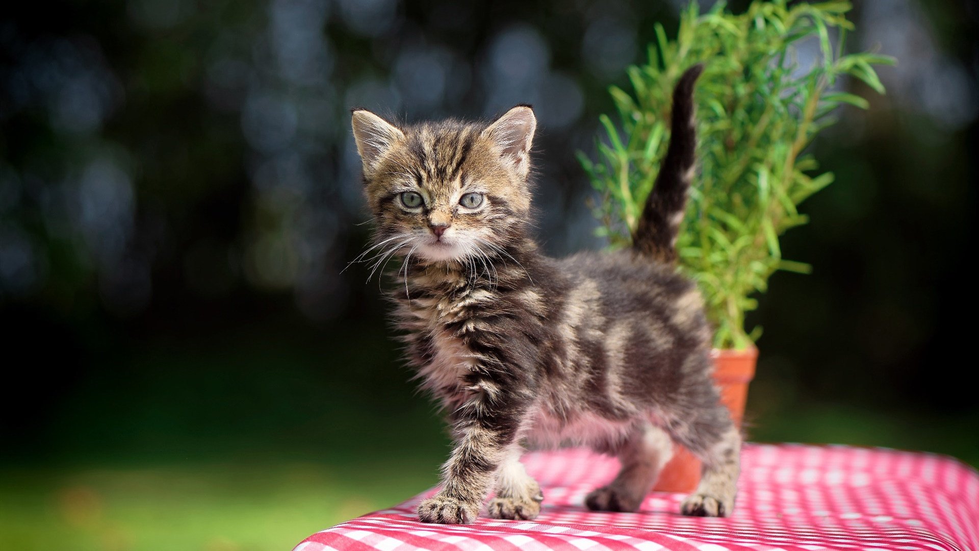 开云网页版登录入口-【丁俊晖】精准控球引领新一轮台球技术革命，台球高手丁俊晖视频