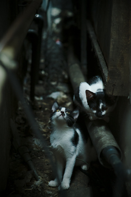 力量对决:内线对抗的高光时刻,力量对比什么意思