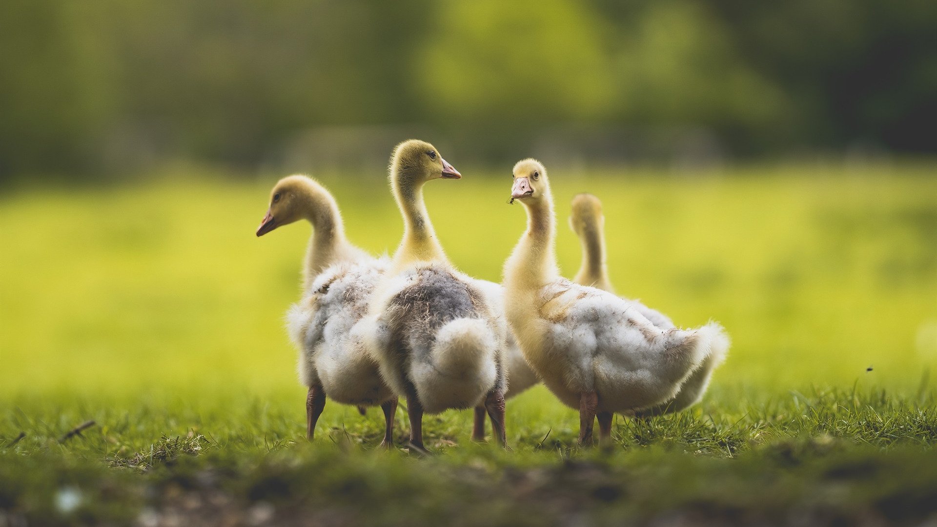 英雄联盟2025年度总决赛激烈角逐，冠军花落谁家，二零二零年英雄联盟总决赛冠军是谁