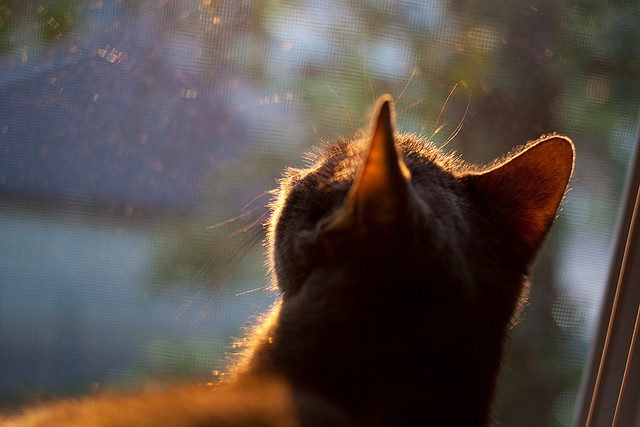 比利时主力伤退,德国裁减补充队员备战关键一战,德国比利时比赛