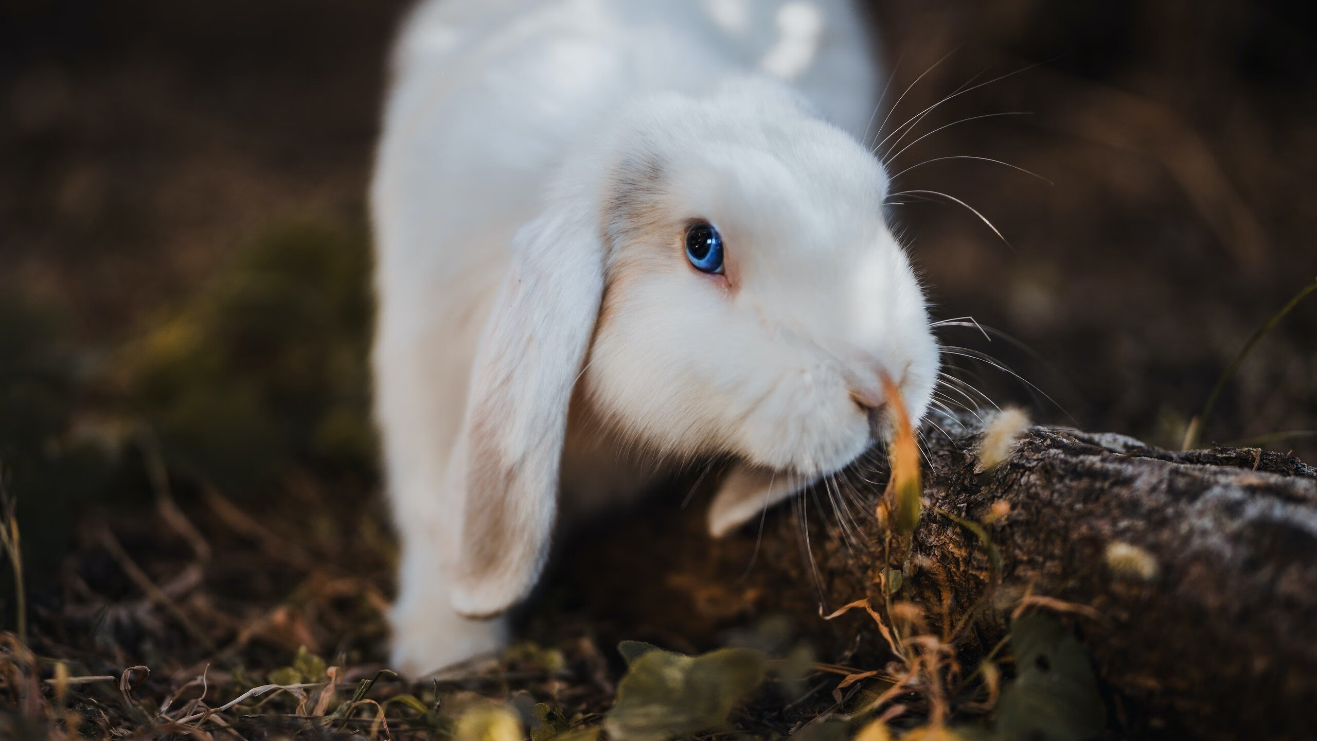 开云平台-瓜达拉哈拉签约新外援，增强进攻实力，瓜达拉哈拉球衣
