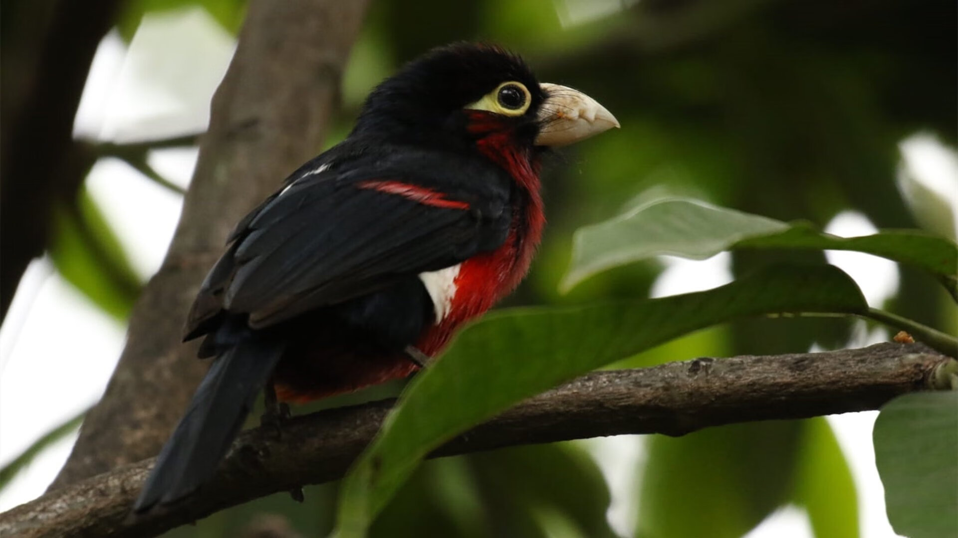 生力啤酒人防守强度逐步加强,生力啤酒现状