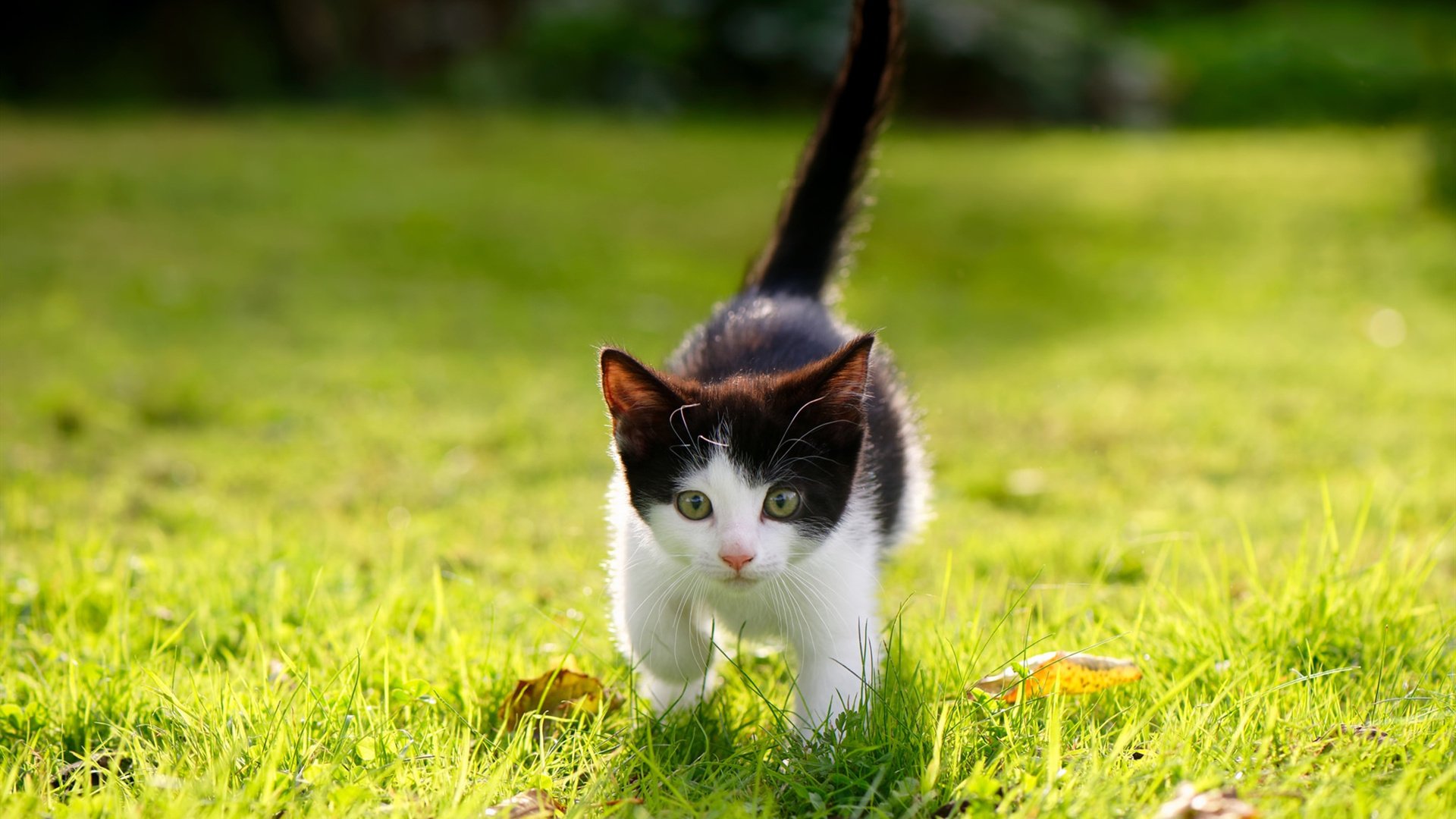 生力啤酒人防守强度逐步加强,生力啤酒现状