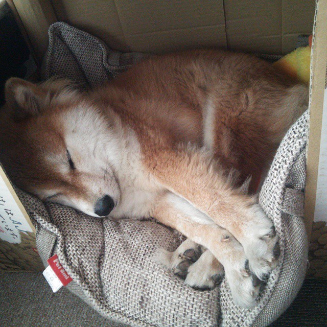 kaiyun官方网站-Chinese Taipei拼搏奋进，2024年乒乓世界杯注目表现，2024世乒赛在哪