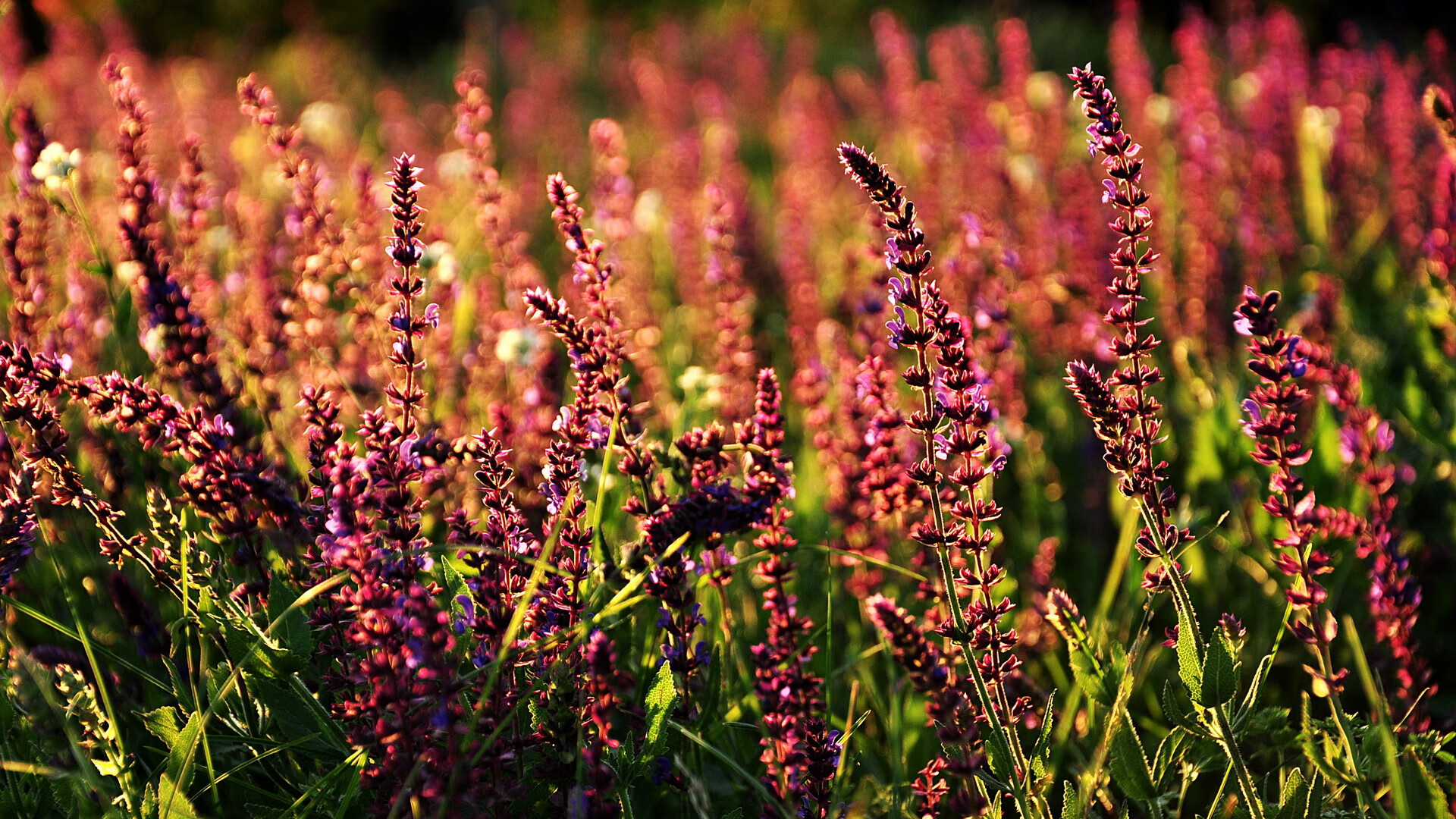 开云官网APP下载-“滑轮运动新风潮！成都赛场见证未来之星的崛起”