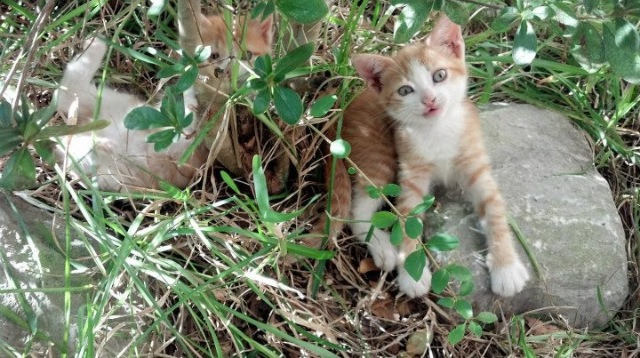 KAIYUN 中国大陆-中下游球队是否更倾向于追求效率优先打法，中下游地区有哪些