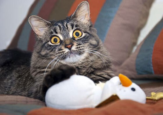 开云官方-体育科技实验室发布运动员监测报告，运动员检测是随时的吗