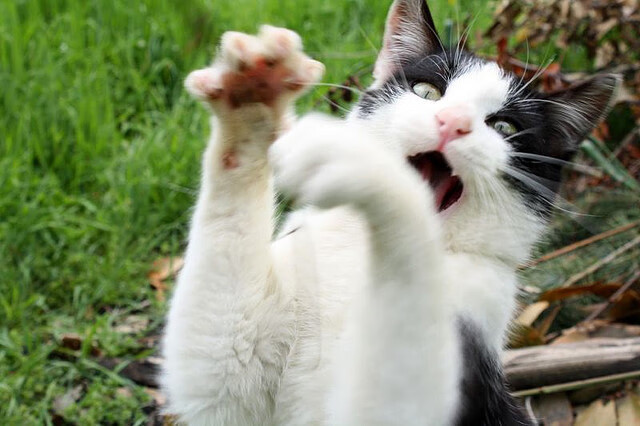 kaiyun中国官方网站-虚拟现实技术助力青少年学习足球战术，学习效率大幅提升，什么是虚拟足球