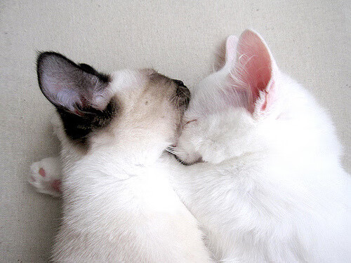 麦基翁：专注每一米泳程是关键，麦基翁漂亮